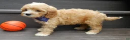 Cavapoo dogs for sale: Shawn - Ad 5