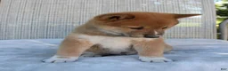 Shiba Inu dogs for sale: Leo - Ad 6