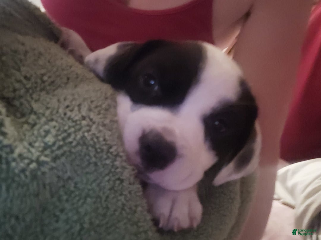 Gallery Image {{count}}