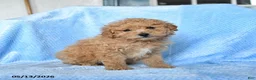 Miniature Poodle dogs for sale: Scout - Ad 2