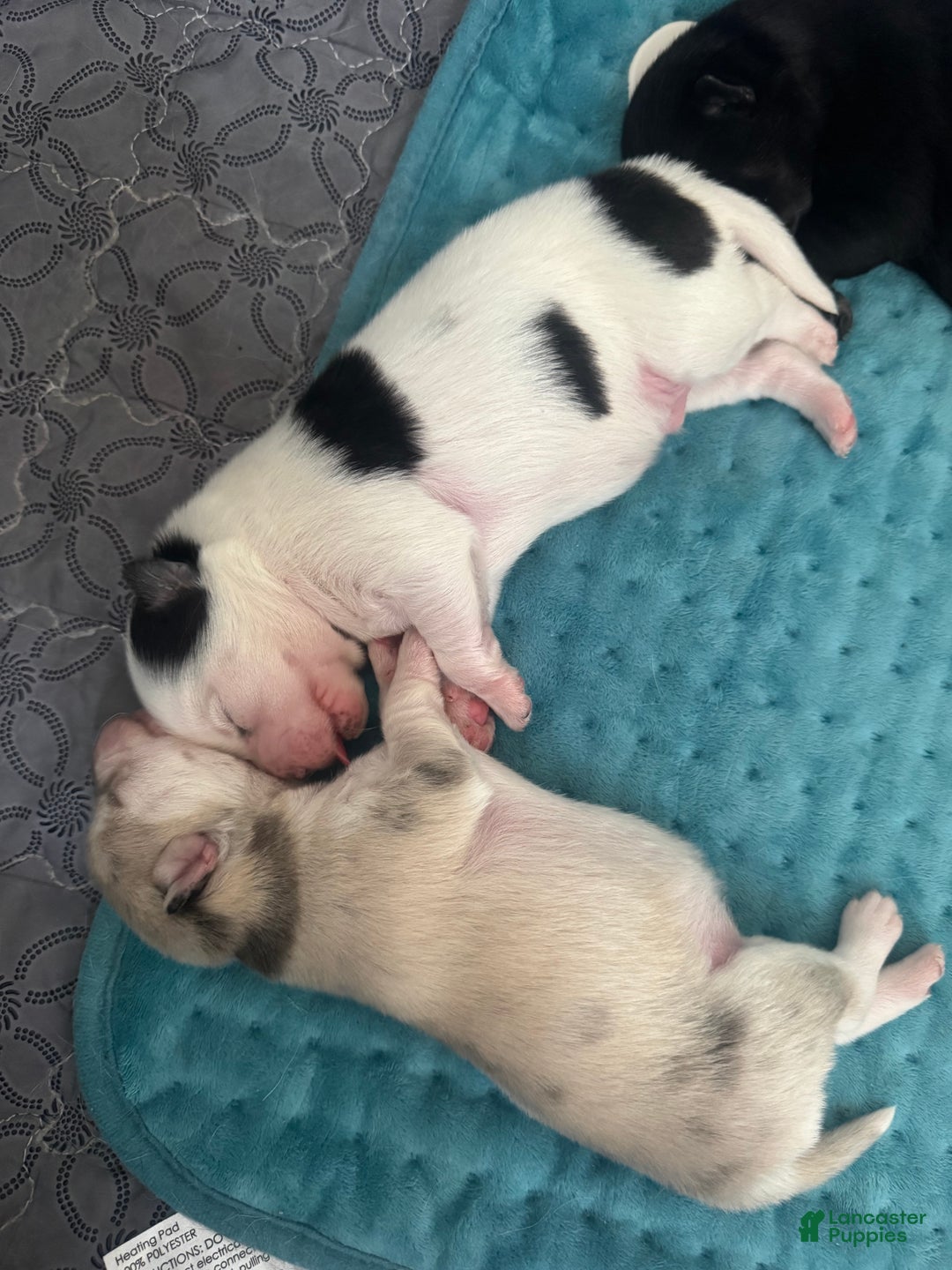 Pomsky dogs for sale: White Male with black spots - Ad 14