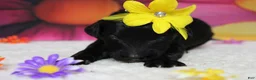 Bernedoodle dogs for sale: Nova  - Ad 2