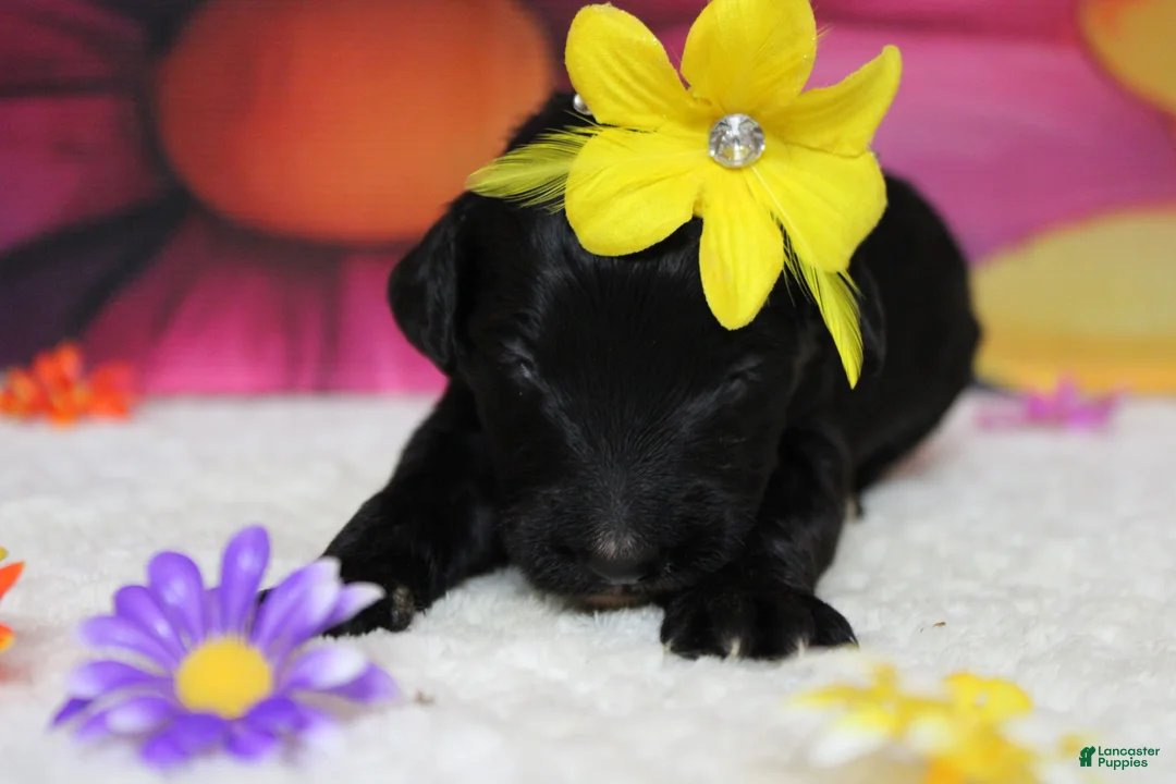 Bernedoodle dogs for sale: Nova  - Ad 2