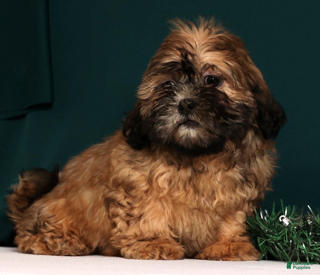 Teddy Bear dogs for sale: Carol - Ad 2