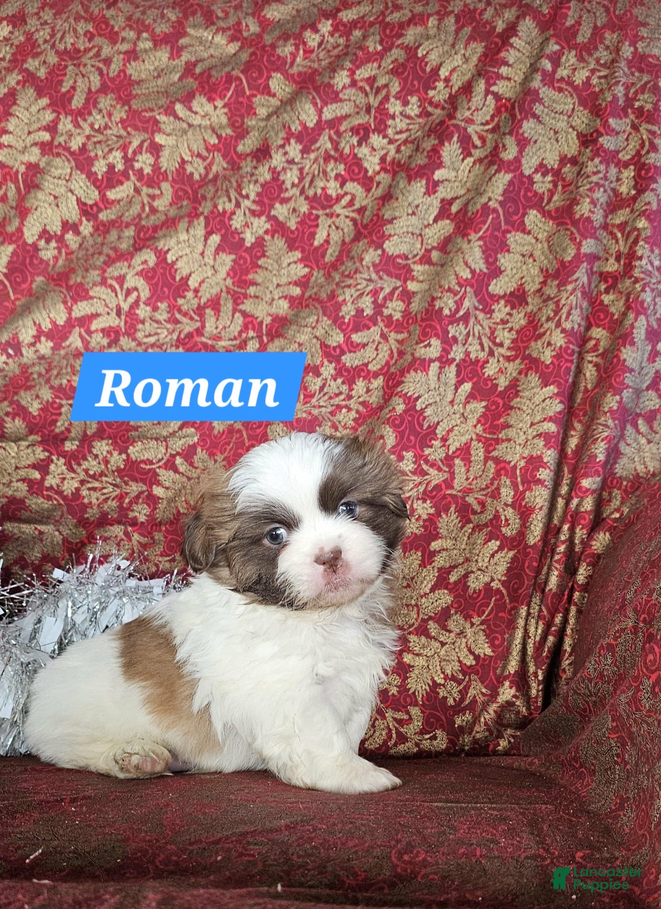 Shih Tzu dogs Roman - Ad 9