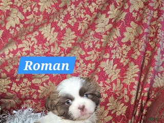 Shih Tzu dogs Roman - Ad 35