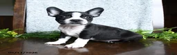 Boston Terrier dogs for sale: Eldon - Ad 4