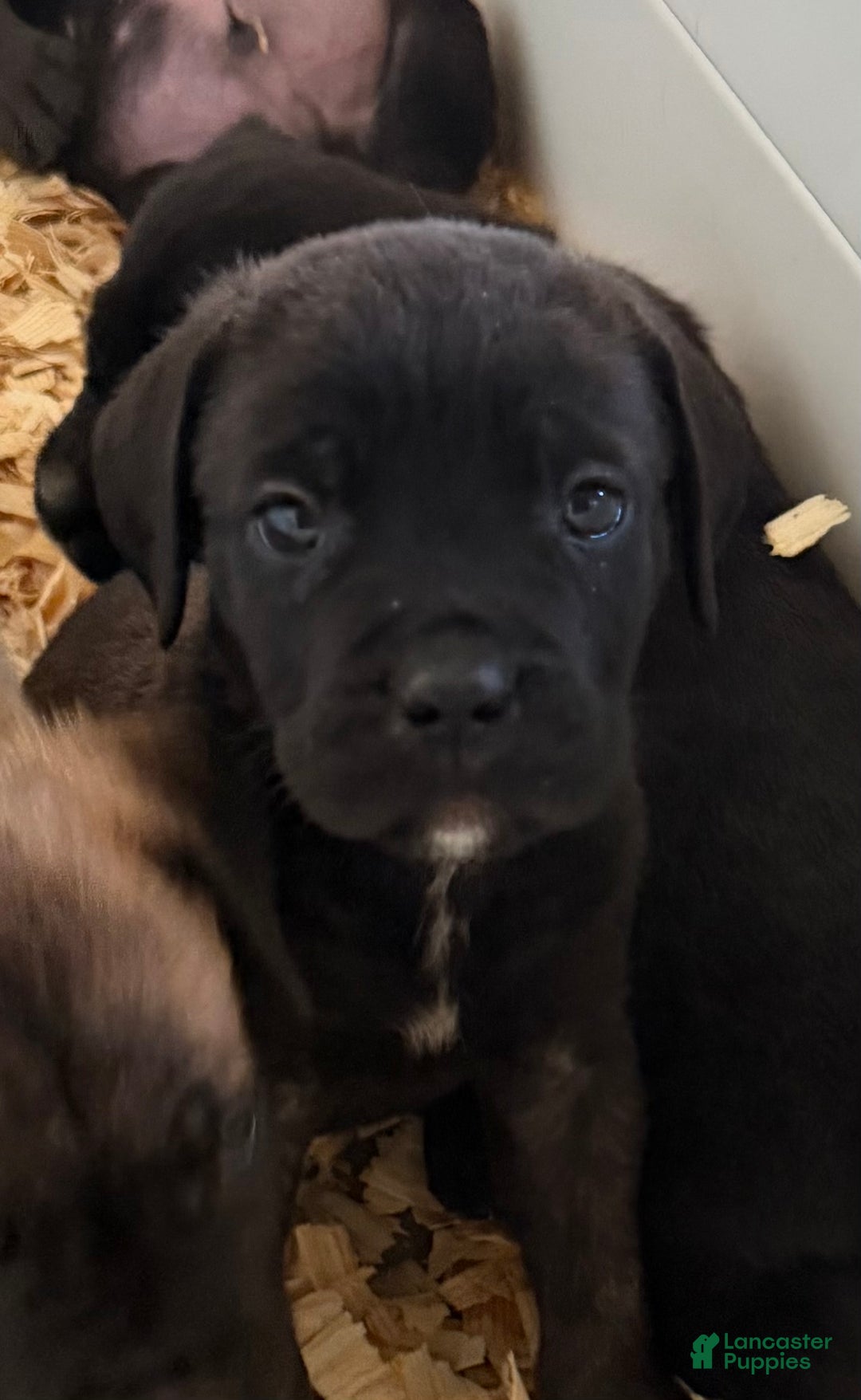Cane Corso dogs for sale: Milo - Ad 4