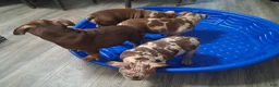 American Bully dogs for sale: American Bully Puppy 1 - Ad 29