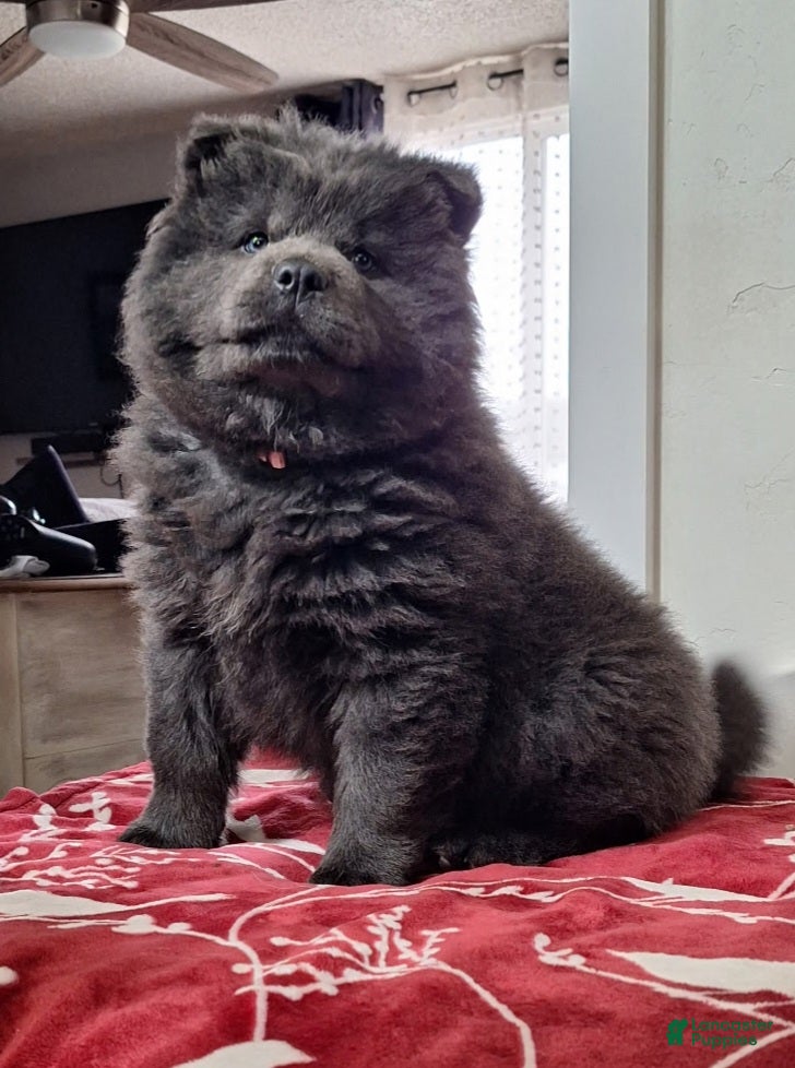 Chow Chow dogs Chow Chow Puppy 3 - Ad 13