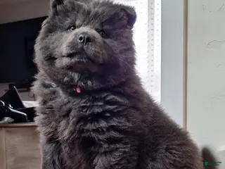 Chow Chow dogs Chow Chow Puppy 3 - Ad 13