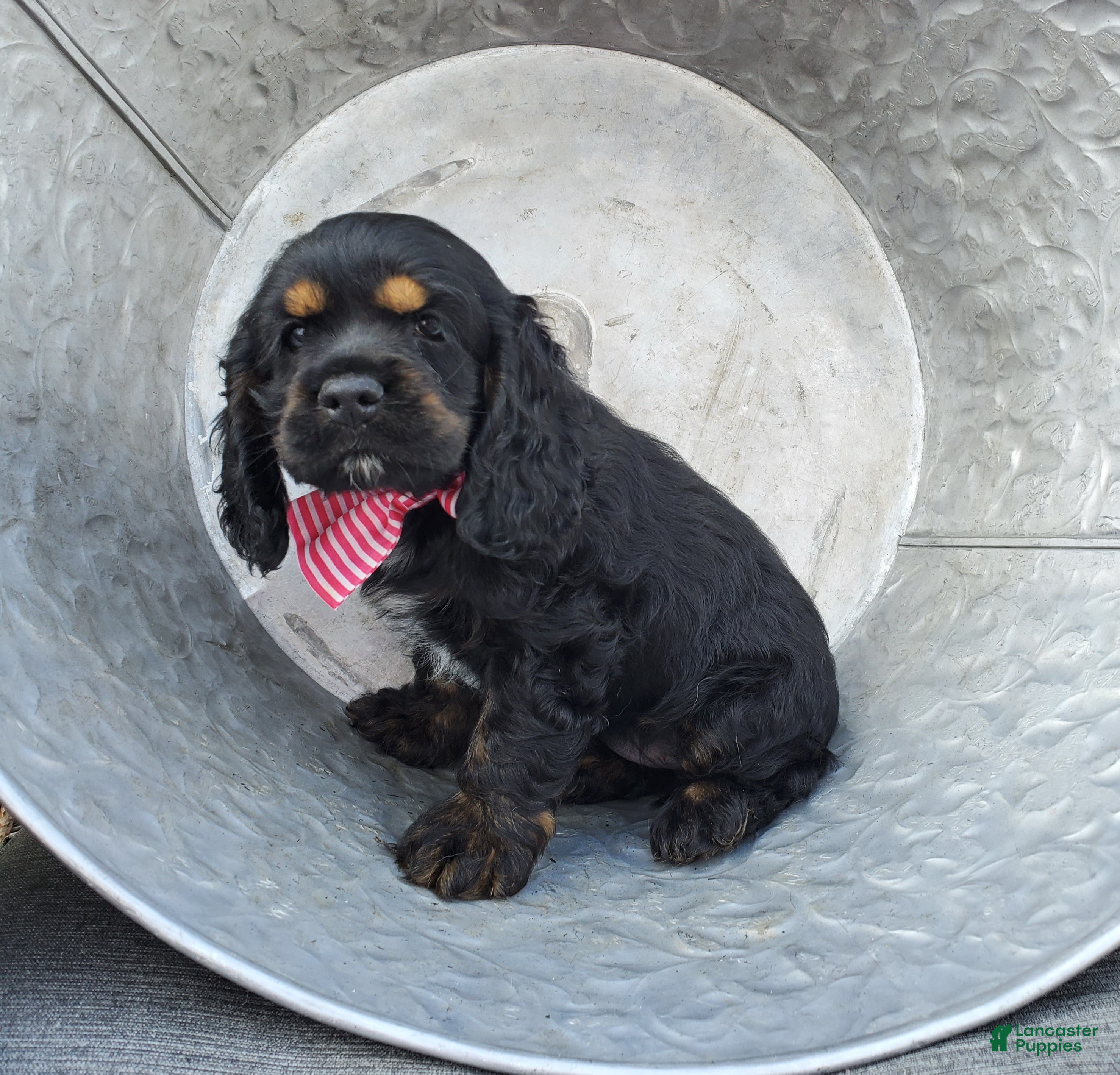 Cocker Spaniel dogs Daisy - Ad 1