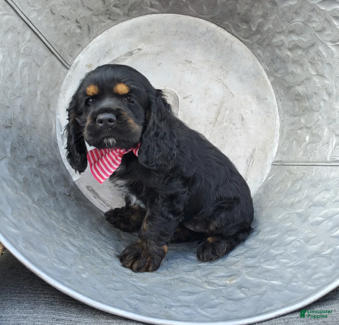 Cocker Spaniel dogs for sale: Daisy - Ad 1