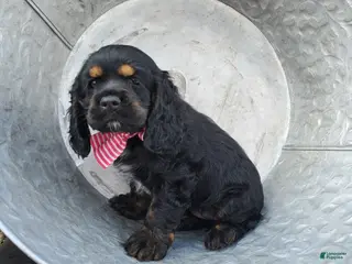 Cocker Spaniel dogs for sale: Daisy - Ad 2