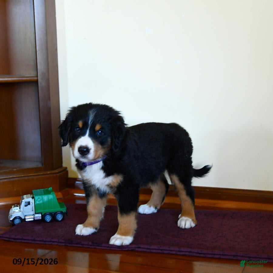 Greater Swiss Mountain Dog dogs Wanda - Ad 2