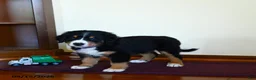 Greater Swiss Mountain Dog dogs for sale: Wanda - Ad 2