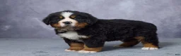 Bernese Mountain Dog dogs for sale: Cody - Ad 5