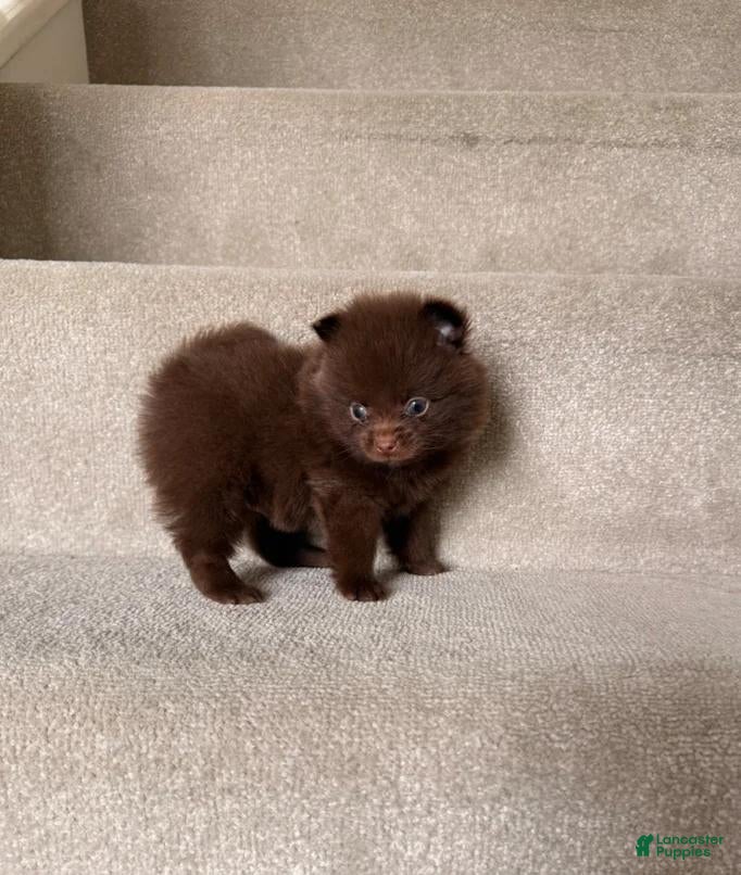 Pomeranian dogs Dalia - Ad 37