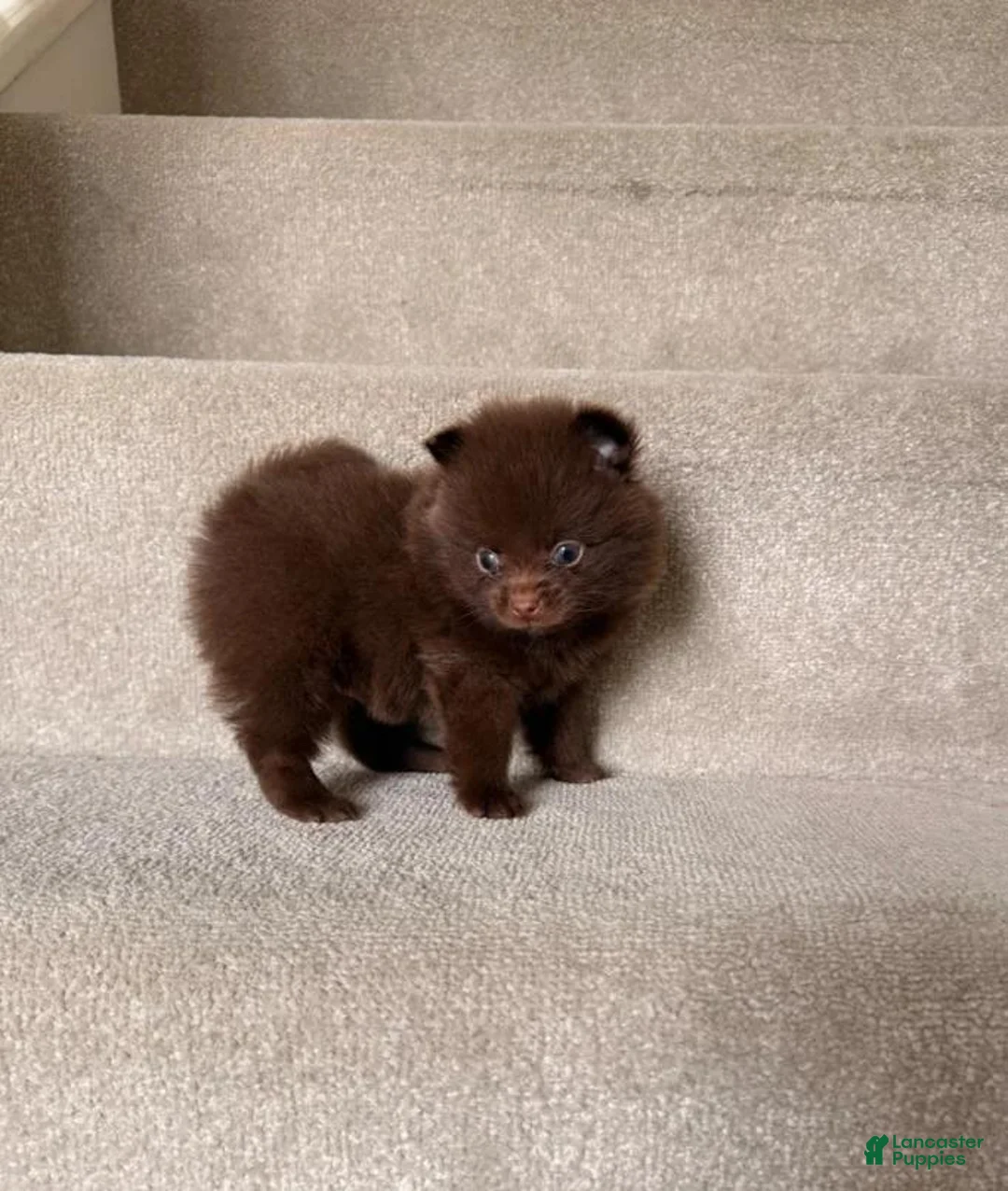Pomeranian dogs for sale: Dalia - Ad 1