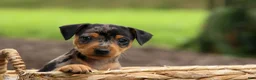 Miniature Pinscher dogs for sale: AMY - Ad 14