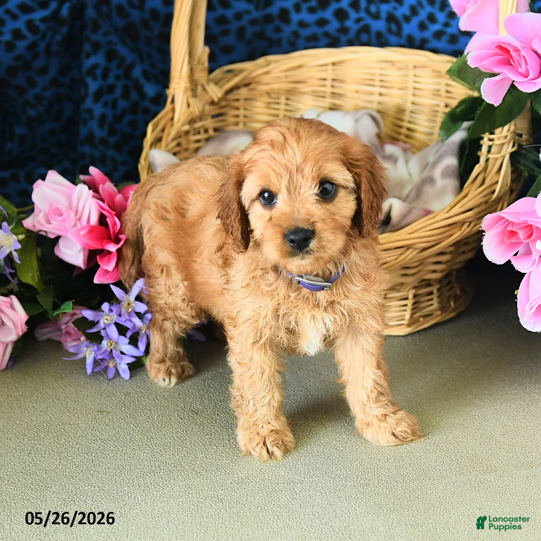 Cavapoo dogs for sale: Carly - Ad 5