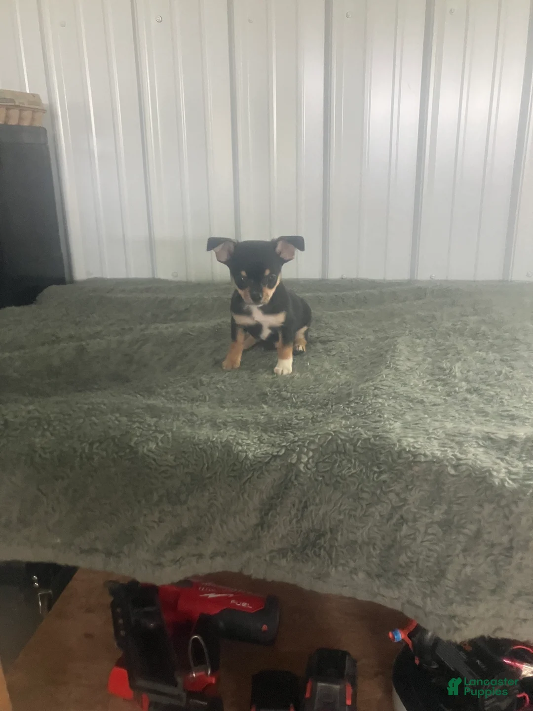 Chihuahua dogs for sale: Akc Jake - Ad 5