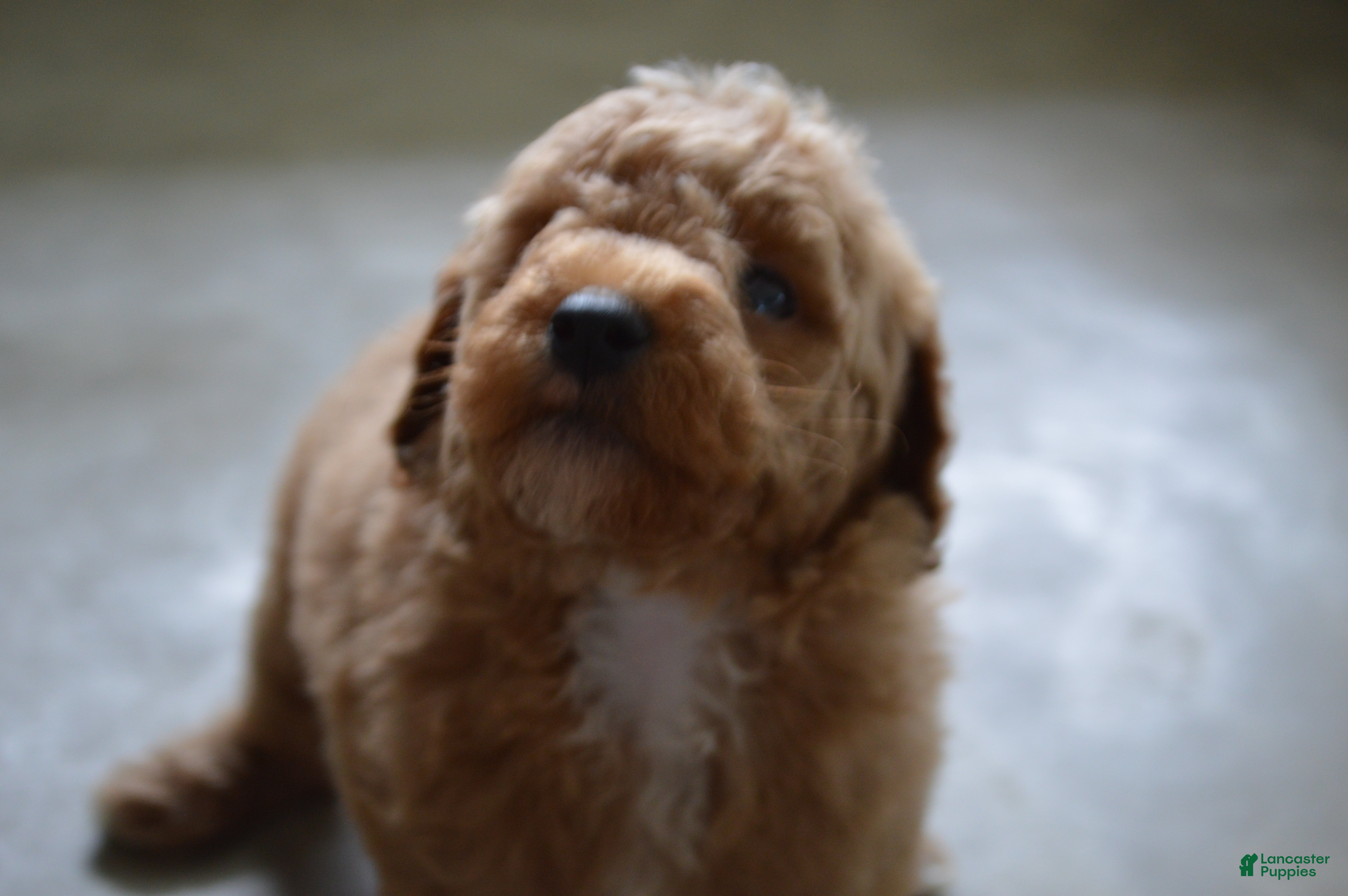 Mini Goldendoodle dogs Moose  - Ad 2