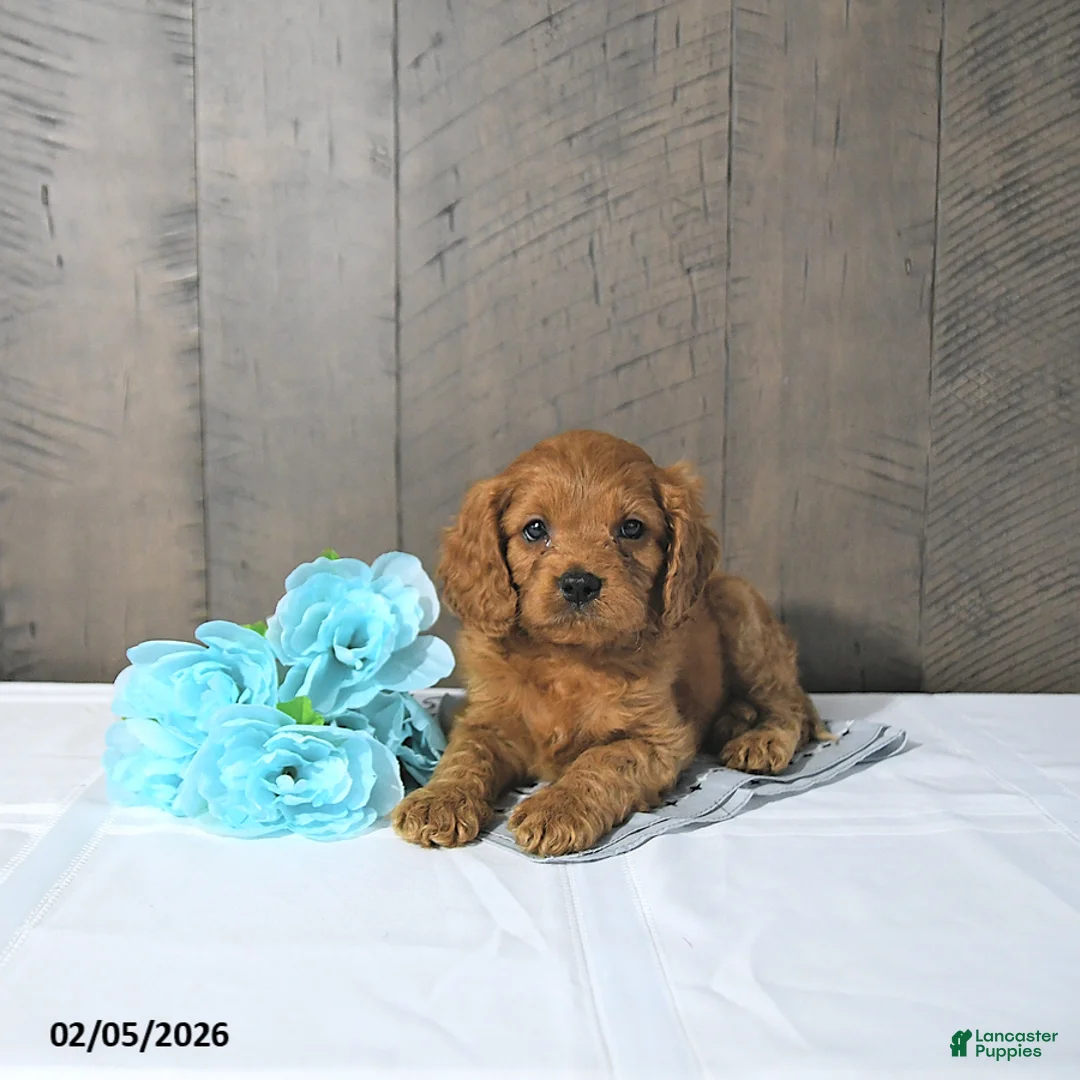Cavapoo dogs for sale: Felix - Ad 3