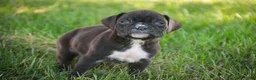 Boxer dogs for sale: Rhett - Ad 3