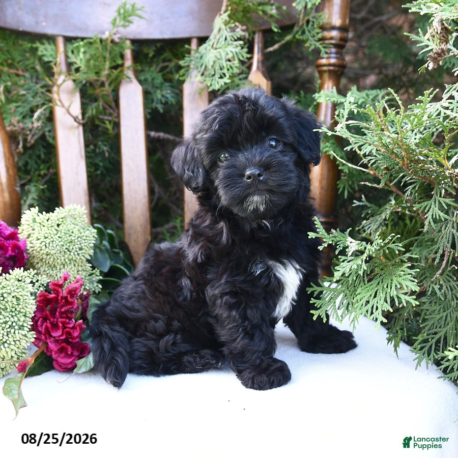 Havapoo dogs Ziggy - Ad 1