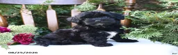 Havapoo dogs for sale: Ziggy - Ad 1