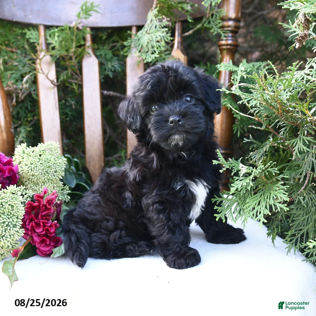 Havapoo dogs for sale: Ziggy - Ad 1