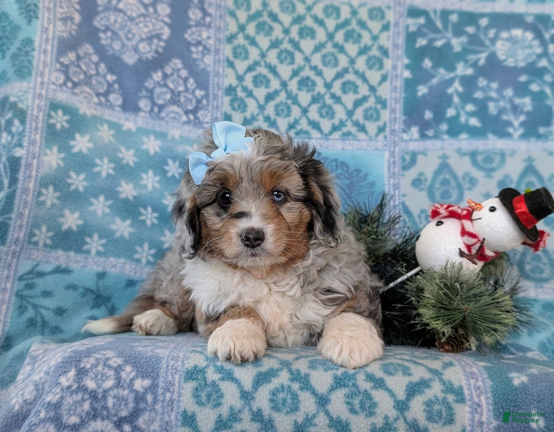 Mixed Breed dogs for sale: Brielle - Ad 9