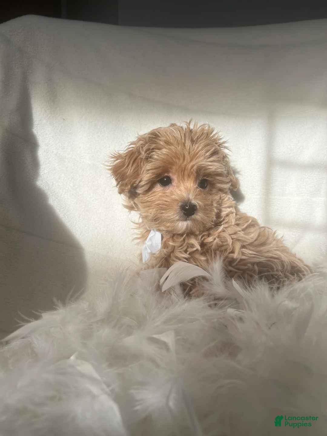Mixed Breed dogs for sale: Teddy - Ad 5