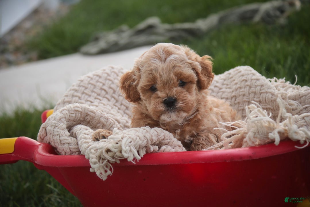 Shihpoo dogs for sale: Harold Shihpoo  - Ad 2