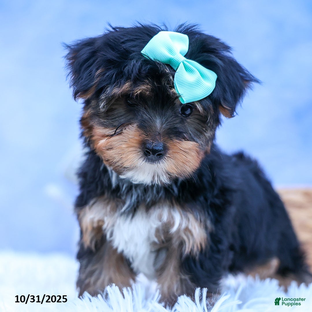 Yorkshire Terrier dogs for sale: Chip - Ad 5