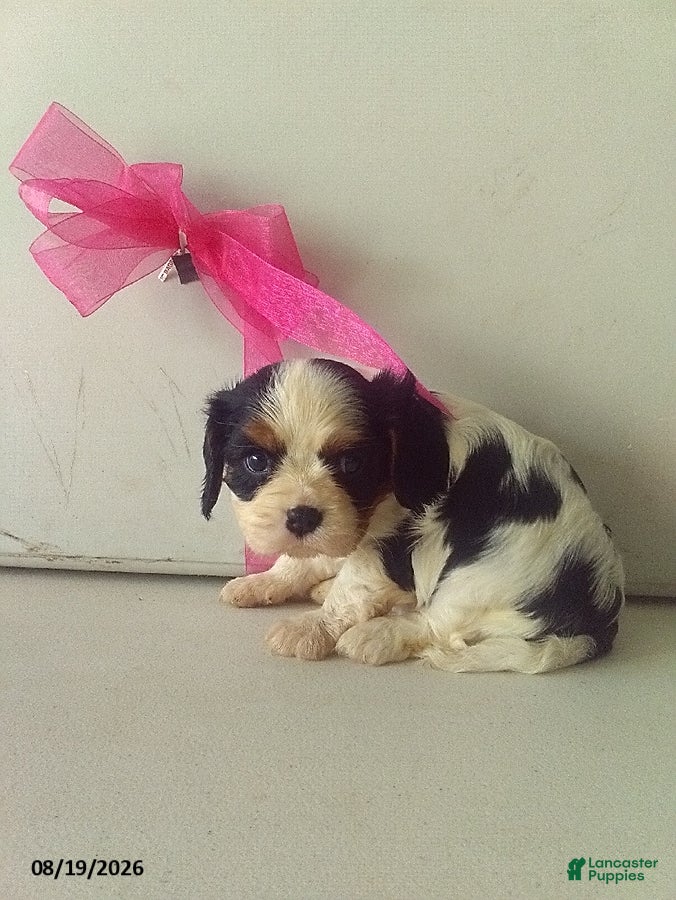 Cavalier King Charles Spaniel dogs Hildy - Ad 1