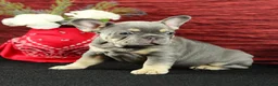 French Bulldog dogs for sale: Barney  - Ad 3