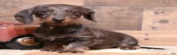 Miniature Dachshund dogs for sale: Byron black/tan wirehair male - Ad 1