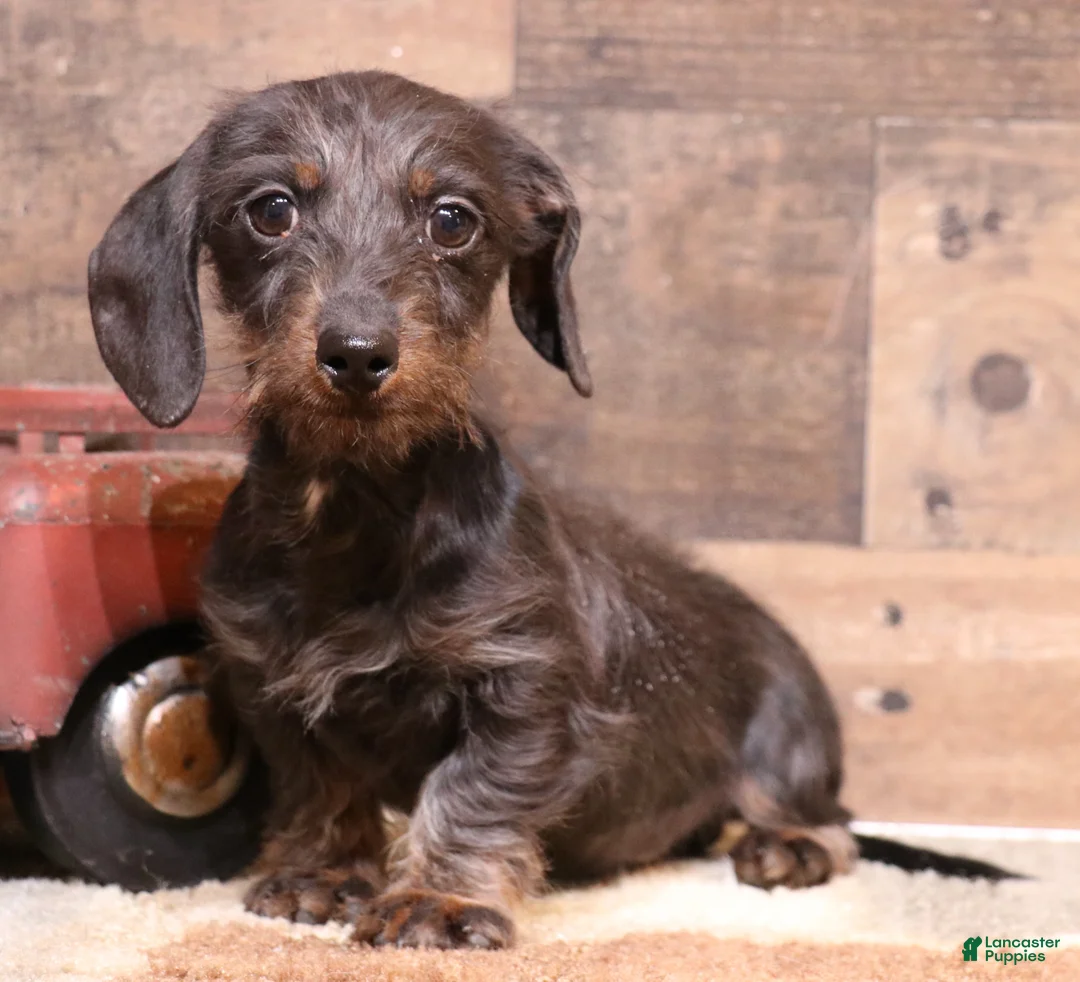 Miniature Dachshund dogs for sale: Byron black/tan wirehair male - Ad 1