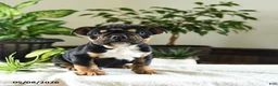 English Bulldog dogs for sale: Kennedy - Ad 2