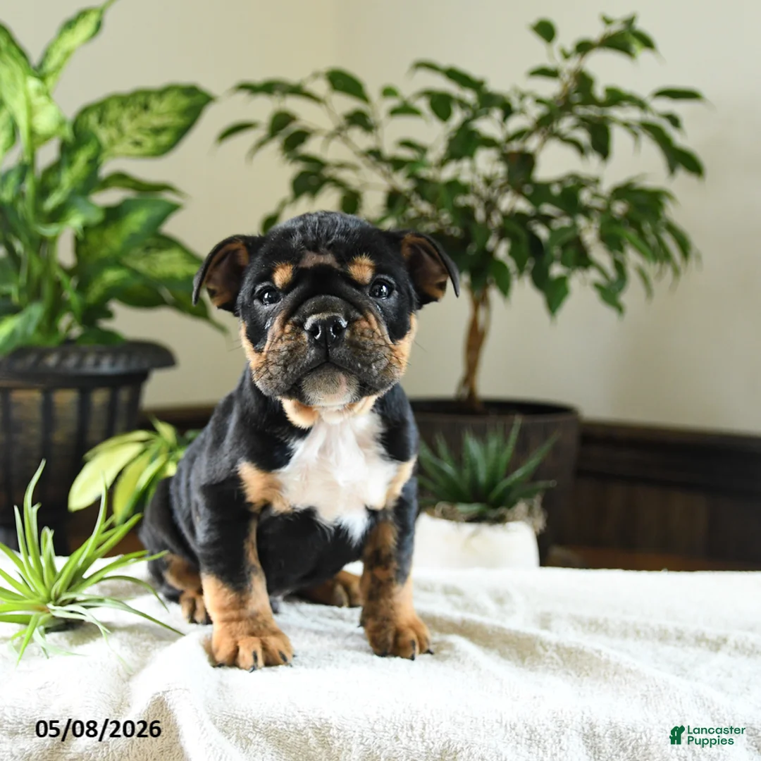 English Bulldog dogs for sale: Kennedy - Ad 2