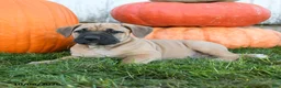 Cane Corso dogs for sale: Meatloaf - Ad 4