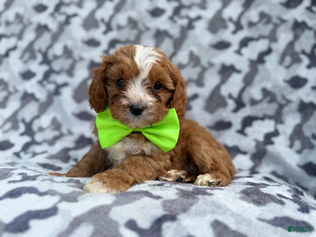 Cavapoo dogs for sale: Jeb - Ad 1