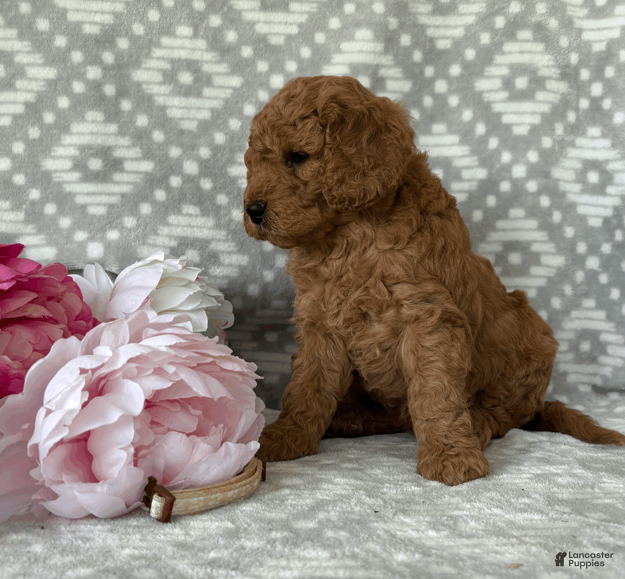 Goldendoodle dogs Magnolia - Ad 2