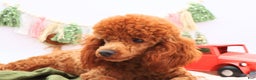 Miniature Poodle dogs for sale: Marshall - Ad 21