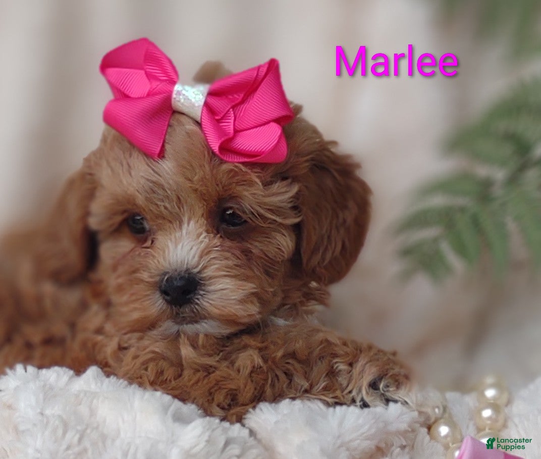 Shihpoo dogs Shihpoo Puppy 7 Marlee - Ad 1