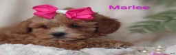 Shihpoo dogs for sale: Shihpoo Puppy 7 Marlee - Ad 2