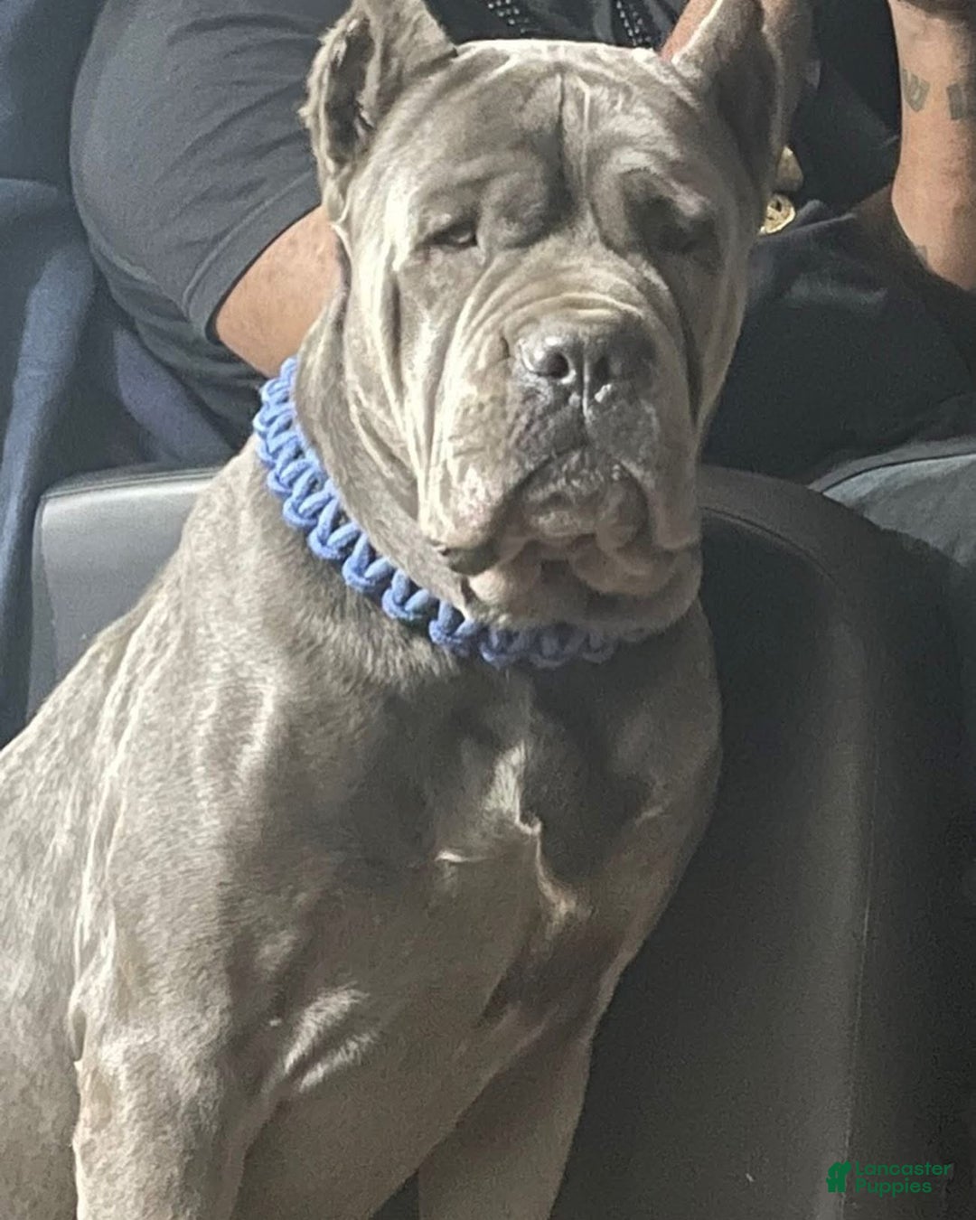 Cane Corso dogs for sale: Shila  - Ad 9