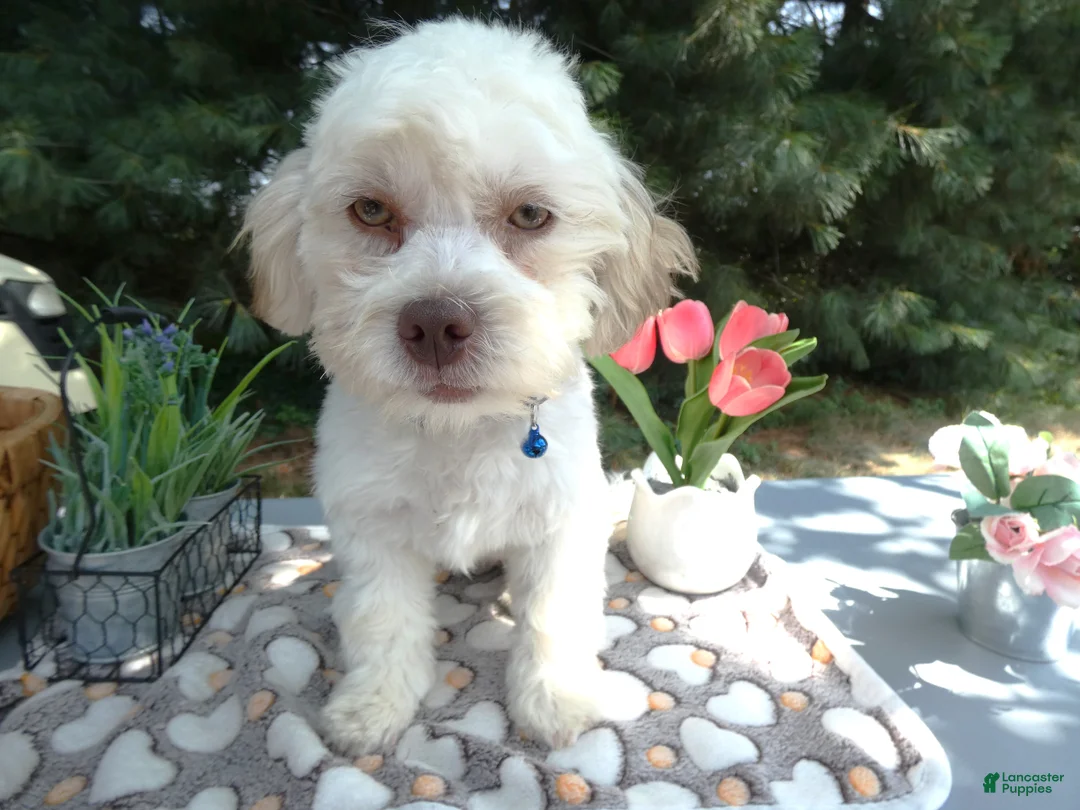 Teddy Bear dogs for sale: Teddy Bear 6 Trixie - Ad 2